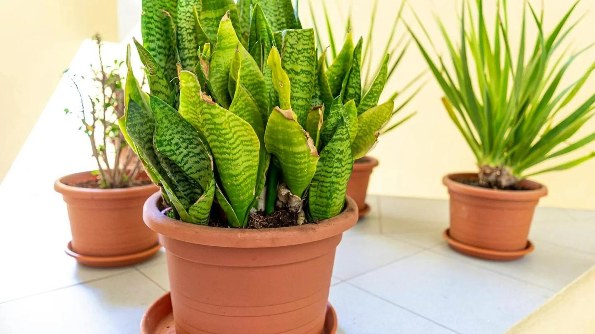 Cosy Apartment In Corralejo 40 M² Close To The Beach